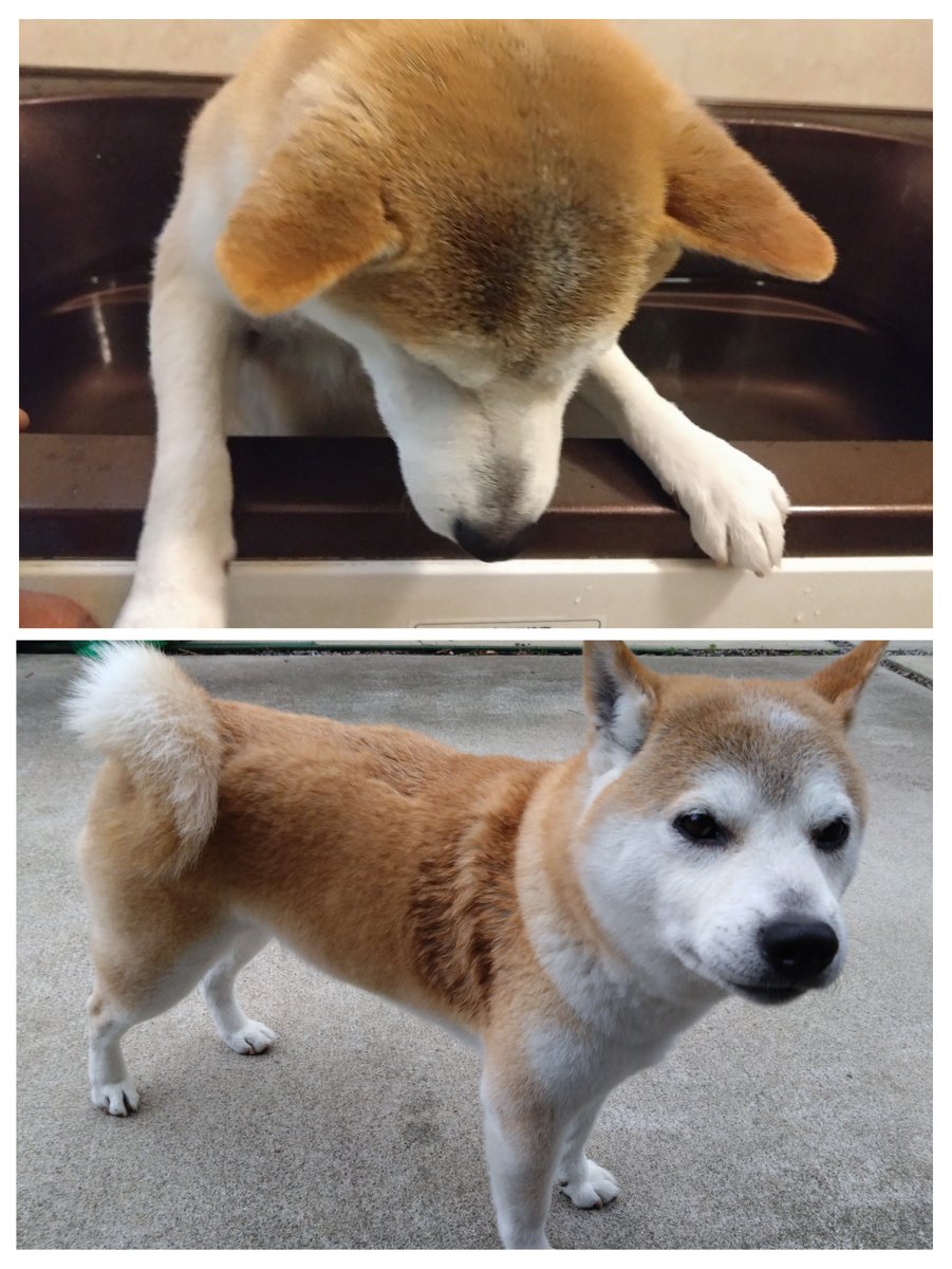 ヒロ🐾 tweet media