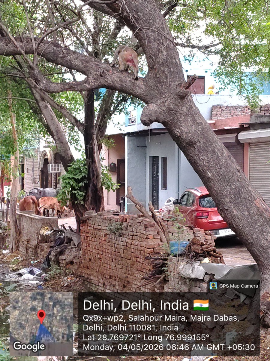 Rahul189042's tweet photo. Stray monkey in Majra dabas village please catch monkey 🐒 as soon as possible please look into this matter and take action as soon as possible 🙏 @DmcNarela @YadavBhagw69209 @CMODelhi @DM_NorthWest @LtGovDelhi @ANI https://t.co/jBEA5udTAX