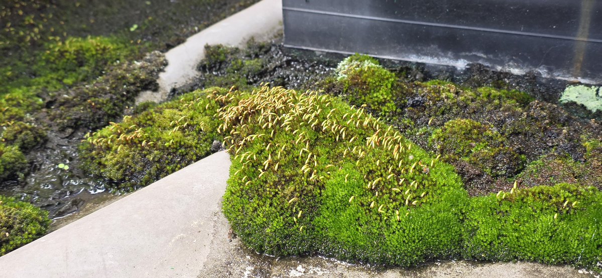 築30余年のベランダには天然の芝が生えるんだなあ（すっとぼけ）
