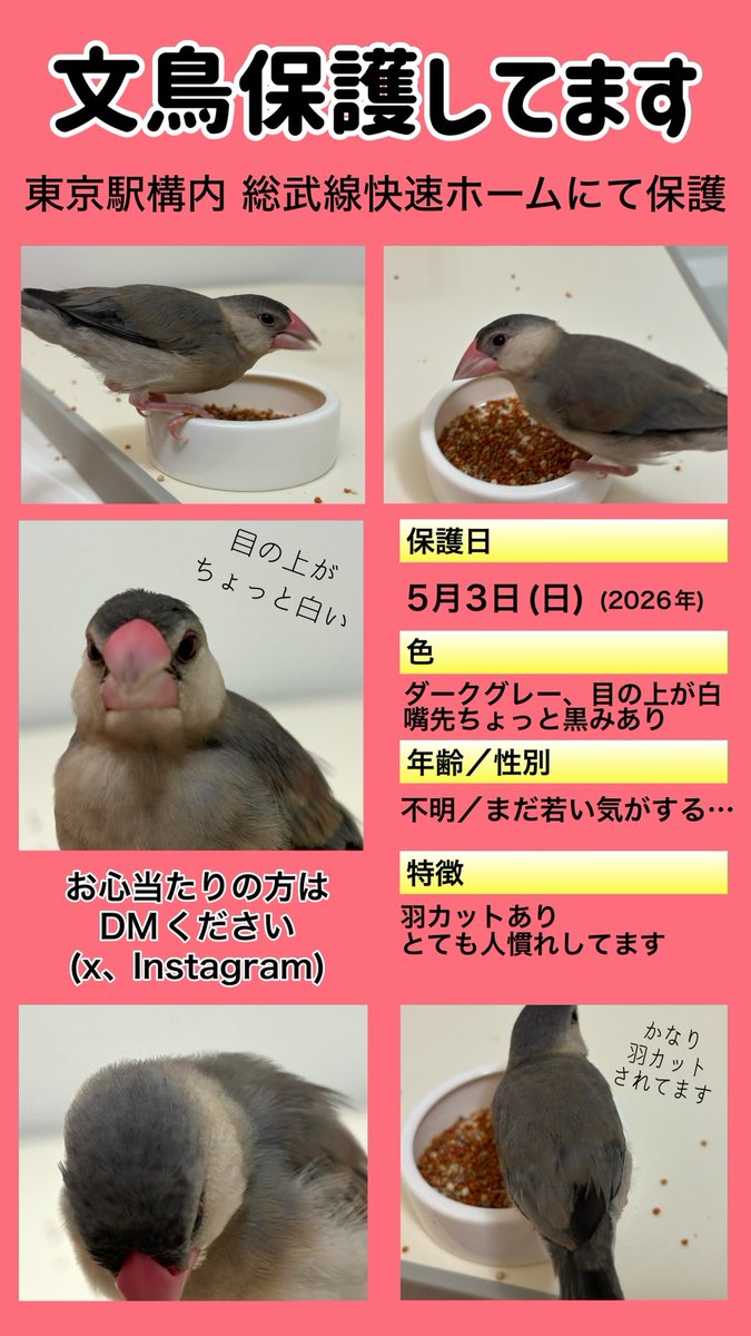 赤綿@4月17日〜展示参加(at猫の額) tweet media
