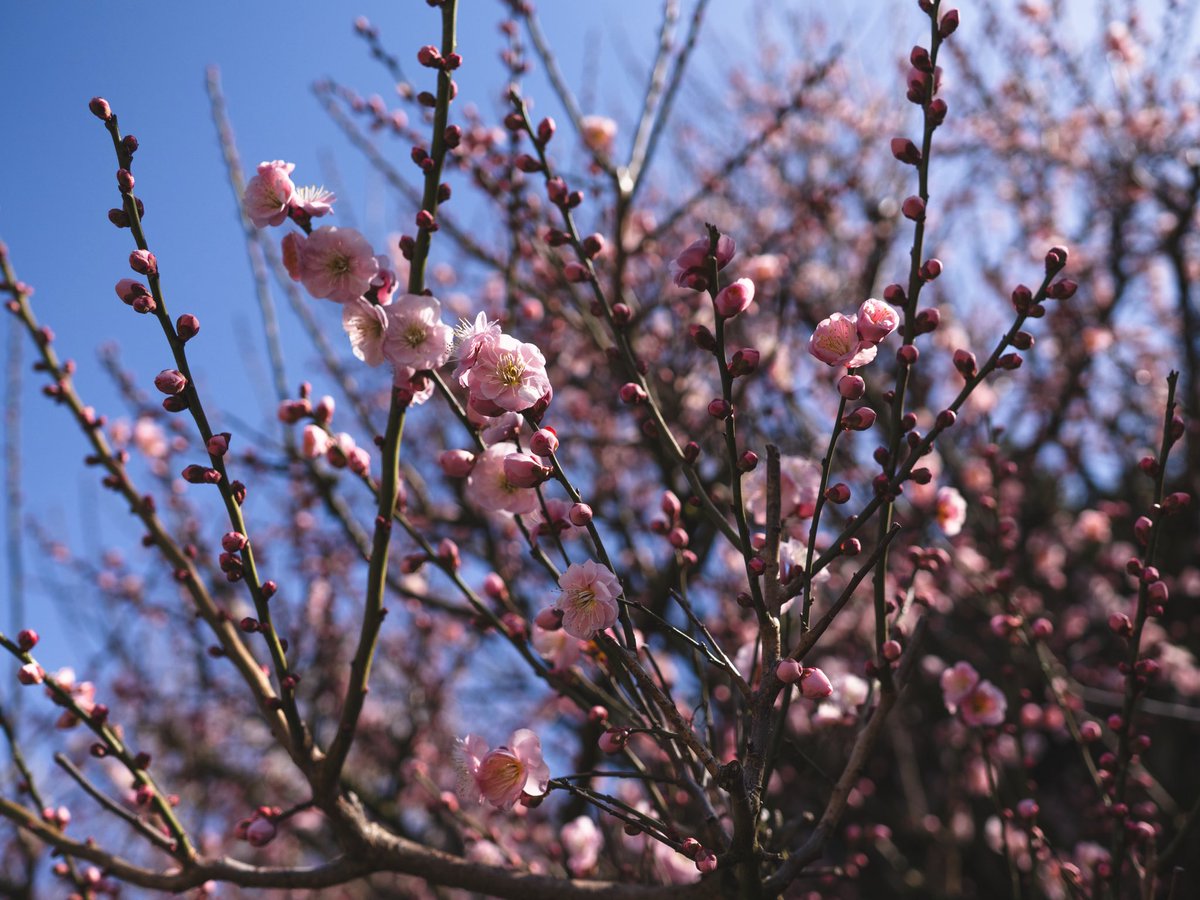 fukurouteinosu's tweet image. Location: 鈴鹿の森庭園
Camera: #OLYMPUS    OM-1 &amp;amp;OM-1mark2
Lens:M.ZUIKO DIGITAL ED 17mm F1.2 PRO
M.ZUIKO DIGITAL ED 50-200mm F2.8 IS PRO
#TLを花でいっぱいにしよう
#flowerphotography
#私の花の写真
#花が好きな人と繋がりたい

花と灯り　　あなたの心を照らす光り