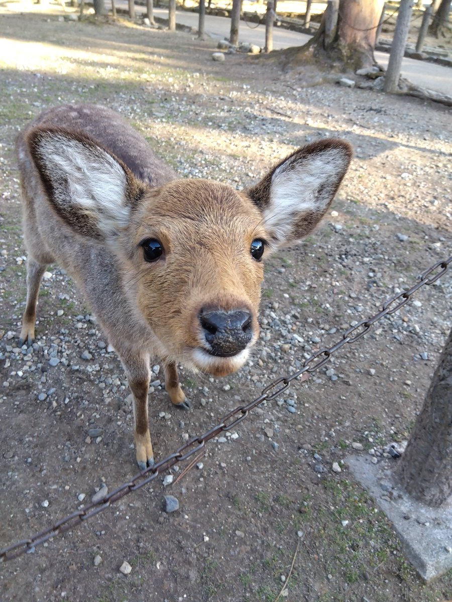 🍘🍘🍘🍘🦌