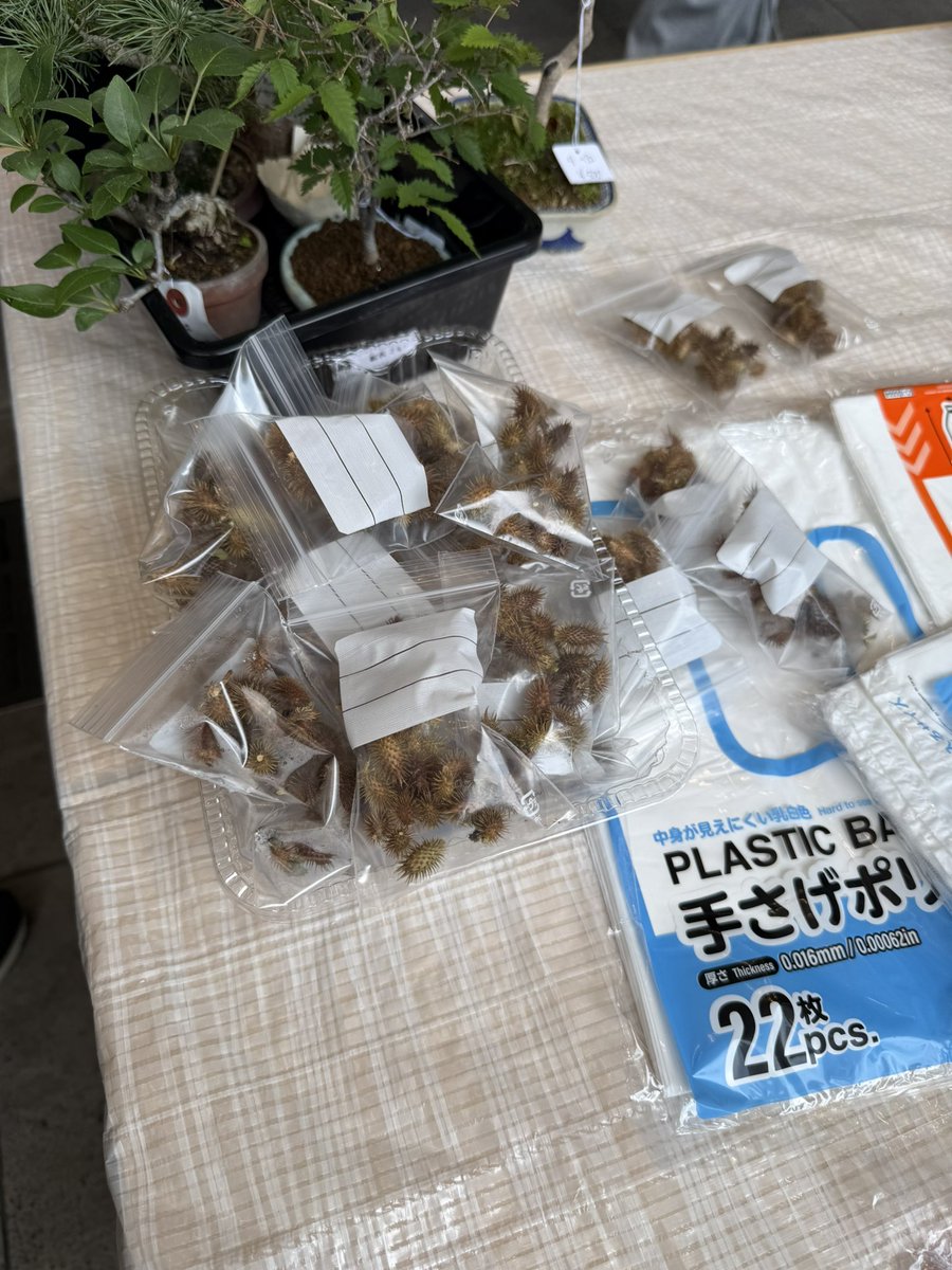 カンピー@盆 tweet media