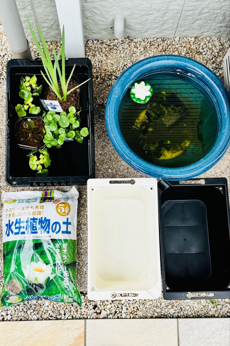 Asuka tweet media
