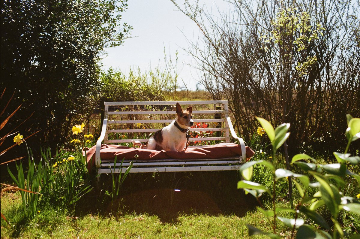 lucyfoto's tweet image. When Spring arrives, and brings back the colour #35mm 🎞️