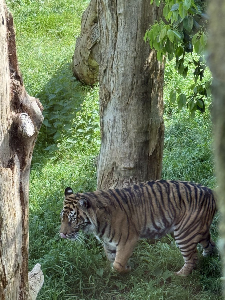 動物園、いい写真が撮れて本当に満足😋
虎はなかなか出てきてくれなくて虎エリア一周して他のところ見てまたもどってきて一周してもいないから、しばらく虎エリアのベンチに座ってたら出てきてくれて本当によかったなぁ