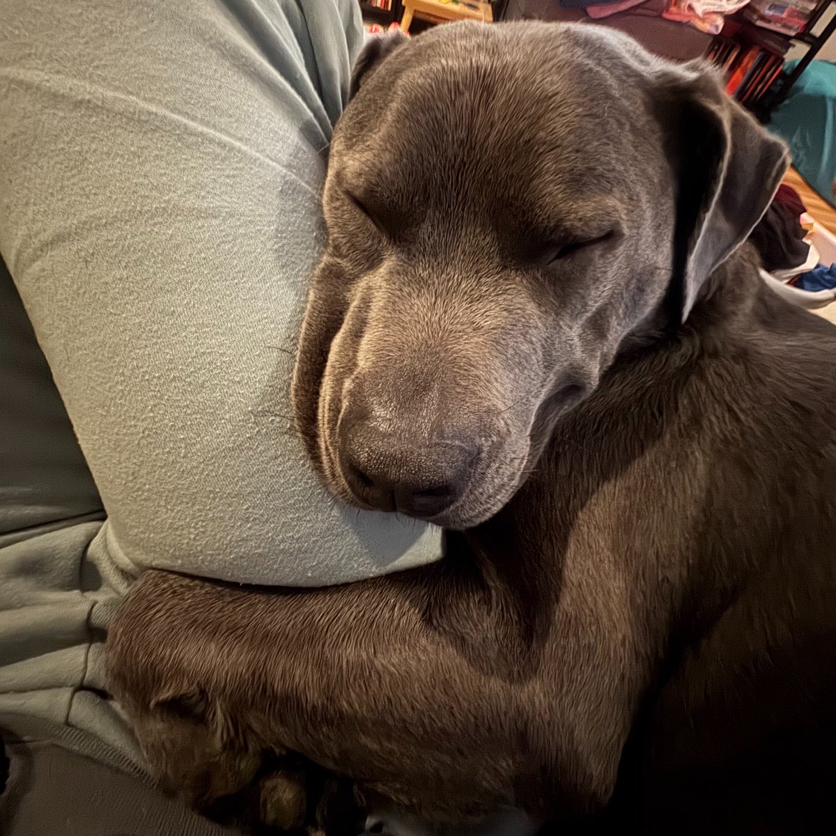 Dubs4Mutts's tweet image. 🥲 Holding on for as long as I can to my humom this weekend ♥️ Why does Monday come so soon? Humom workdays are so long… Boo! Thanks to everyone for sharing doggies needing homes and fosters 🙏🏽 Just like I did some time ago. #FostersSaveLives #Dogs #Dog Love, 🐕‍🦺 KINGSTON 💜