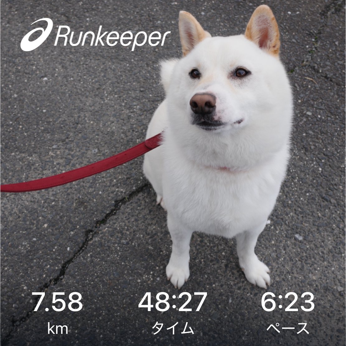 SirMiles90125's tweet image. 朝Run
#犬バカ部 #dog #shiba #shibainu #柴犬 #白柴 #和犬 #shibadogs #shibainulove #petstagram