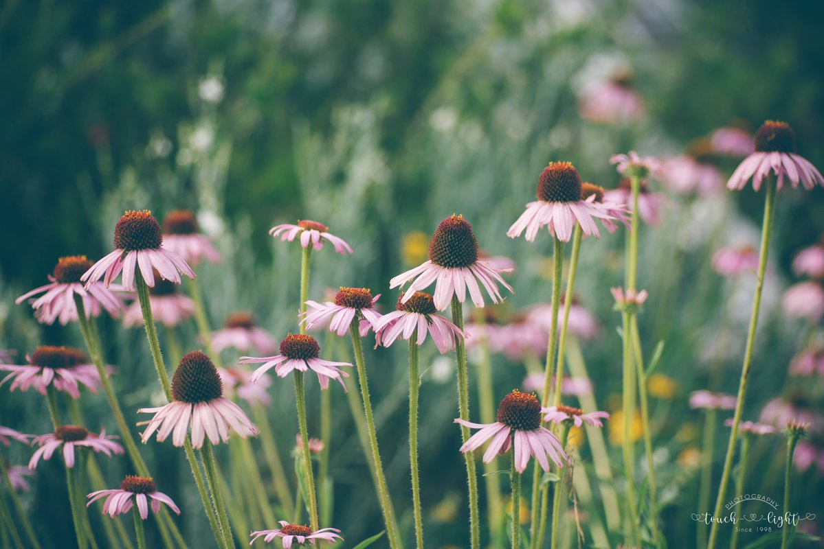 flowers …