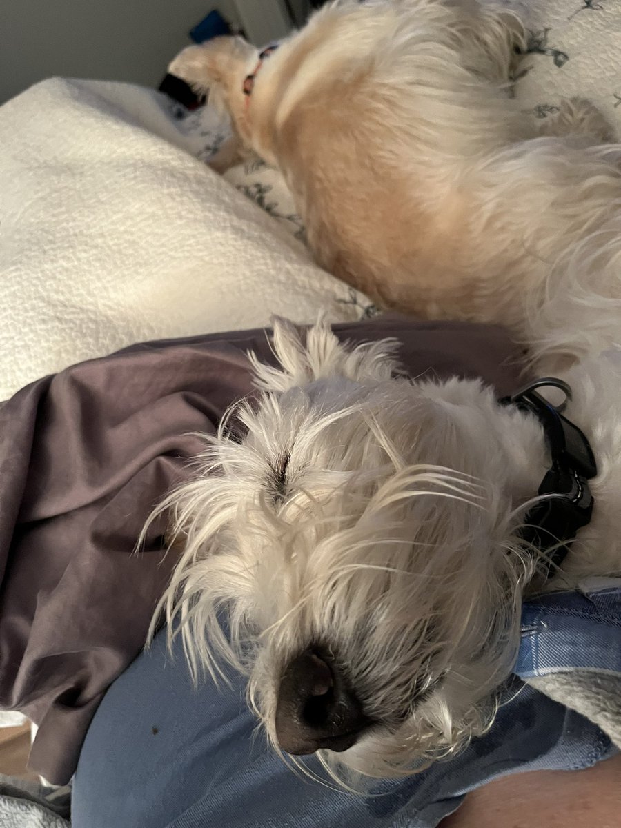 rozcar28's tweet image. Being cute is exhausting! Good night world! #Dogs #Scottishterrier #Sweetdreams