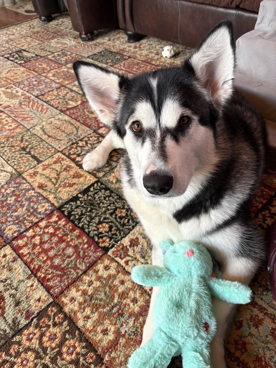 HopeInHearts's tweet photo. This is my sweet Skye. 🥰 She has grown up to be the best pup. She is not my Nevi and I miss her so much but Skye is her own unique pup who has attached herself to me and is my shadow just like my Nevaeh was. 🌈 September this sweet girl will be 2..time has flown. https://t.co/hhXxPSzQ0p