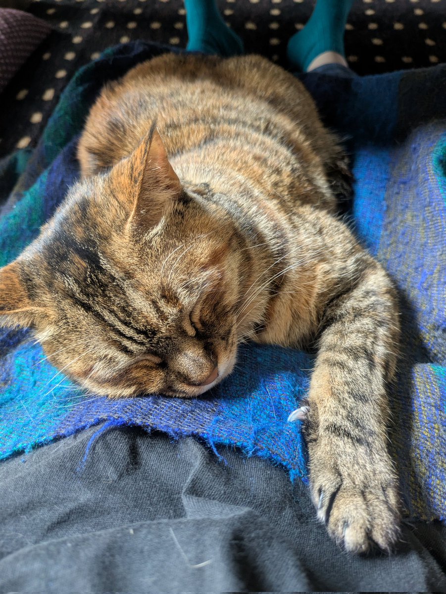 mugitetsu2020's tweet photo. 休み中、ずっとこれなんだけど幸せすぎない?
#猫好きさんとつながりたい
#猫
#保護猫 https://t.co/1DR0VfRWPb