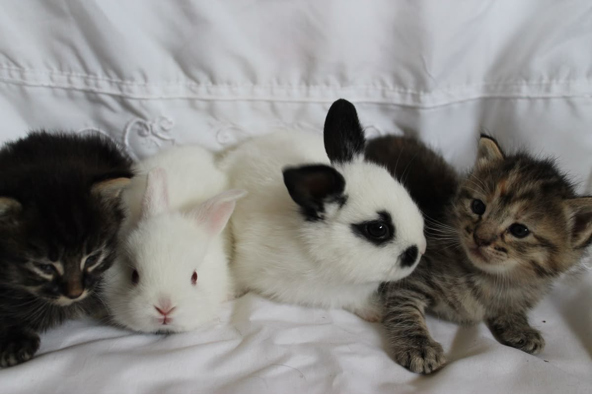 Bunnies tweet media