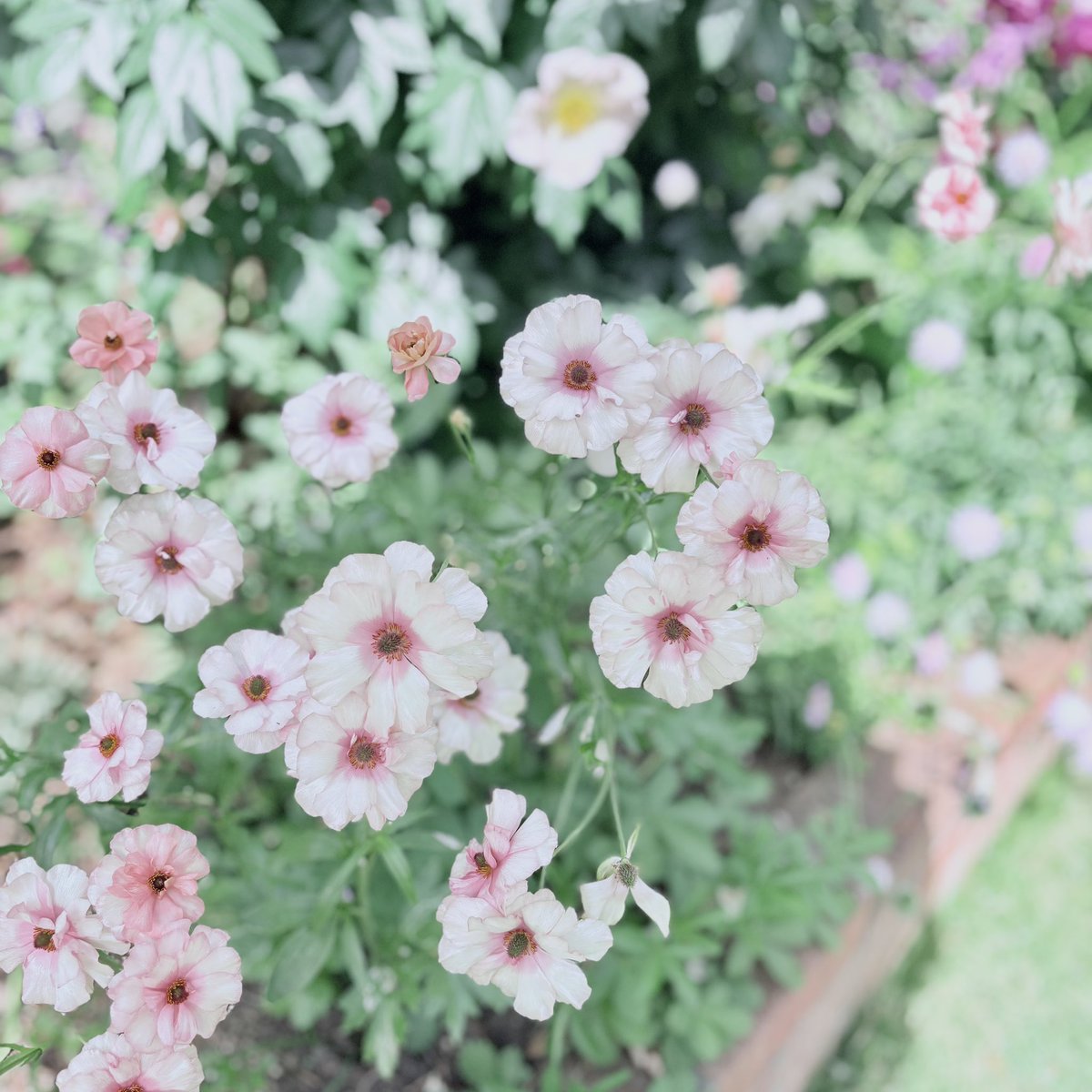 日名子🌗 5/5西1 ス38a tweet media