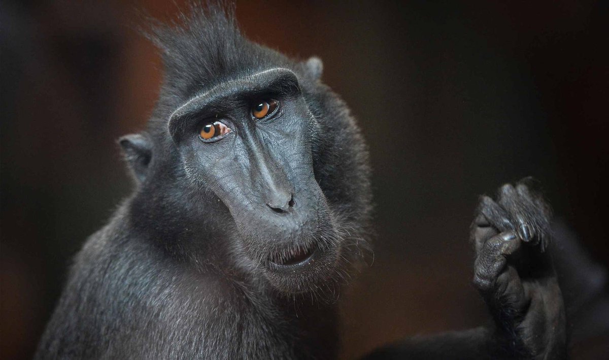 SalenThe's tweet image. Oooooo are you gonna add a crested macaque they're a very cool monkey, very expressive I love these guys!!!