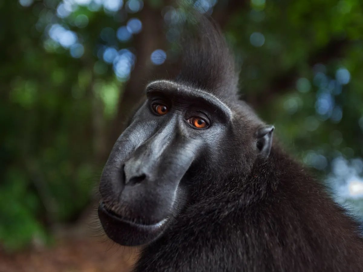SalenThe's tweet image. Oooooo are you gonna add a crested macaque they're a very cool monkey, very expressive I love these guys!!!