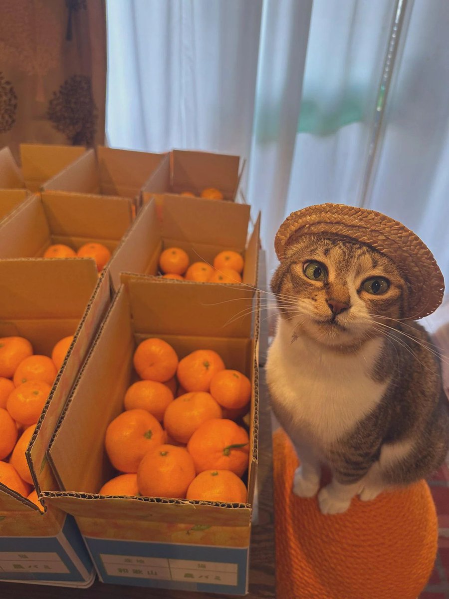 rodan4real's tweet image. 👽 Life is a journey &amp;amp; when u see yourself on a bad road in a journey you're allowed to find your way to a good path and continue your journey on a good road

All cards and coins needed::All Pickup info
Available
Sell fast pay fast.⚡️⚡️ 
Trade with Rodan 🧉
#cat #orange #Bitcoin