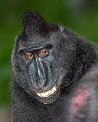 SalenThe's tweet image. Oooooo are you gonna add a crested macaque they're a very cool monkey, very expressive I love these guys!!!