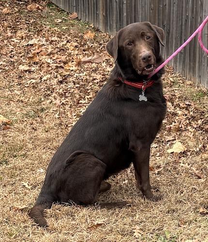 Labs4rescue tweet media