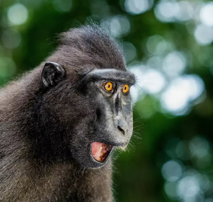 SalenThe's tweet image. Oooooo are you gonna add a crested macaque they're a very cool monkey, very expressive I love these guys!!!