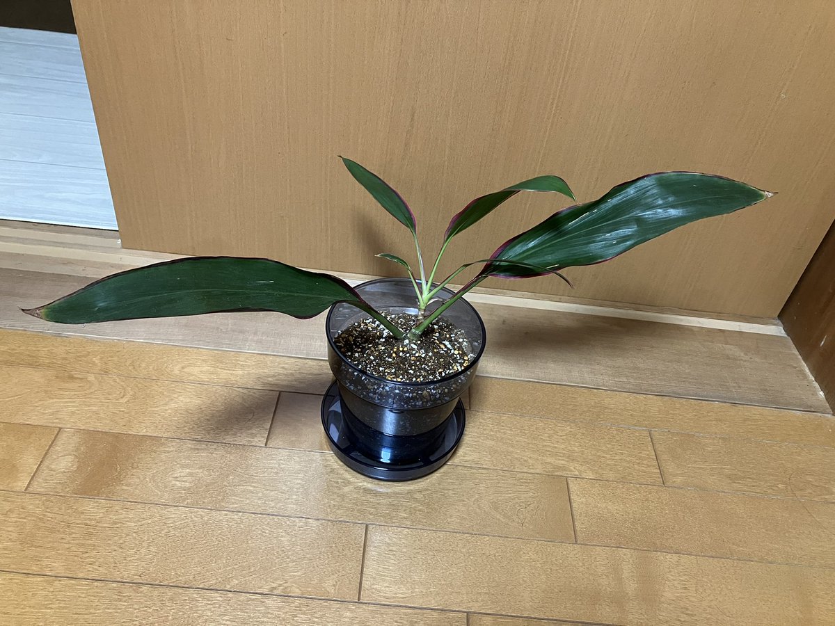 おてち葉っぱ鉢変えしました💡
写真撮って気付いたけど、めっちゃ大きくなってる🙄✨
これからもどんどん成長してね🎶

 #おてちが宿る葉っぱ