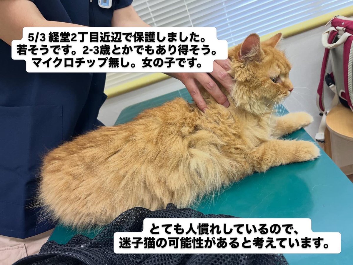 迷子猫 ⭐︎ 三鷹市から迷子猫です 東京都三鷹市北野1丁目から グレートラの