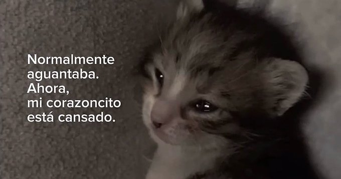 FraseSimple's tweet photo. https://t.co/bewpQkBoW1