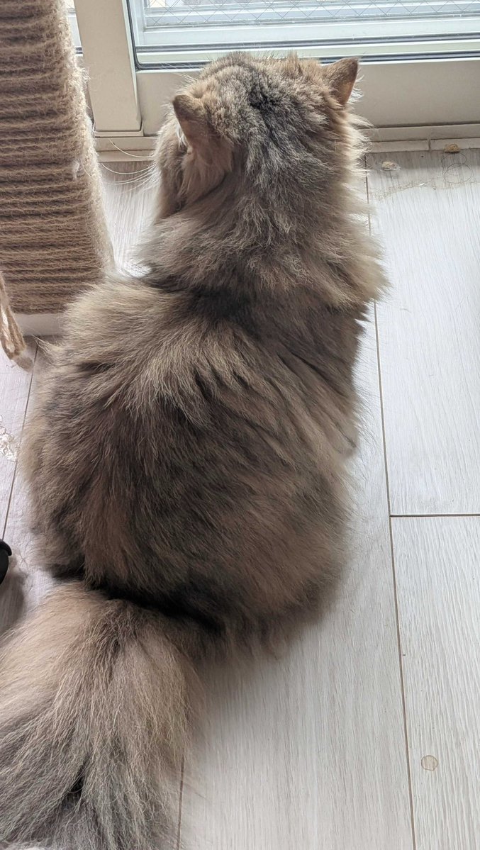 puritanaratarou's tweet image. お外が気になるにゃฅ*•ω•*ฅ♡

#cat
#catlife
#猫好きさんと繋がりたい 
#猫の居る暮らし 
#猫好き