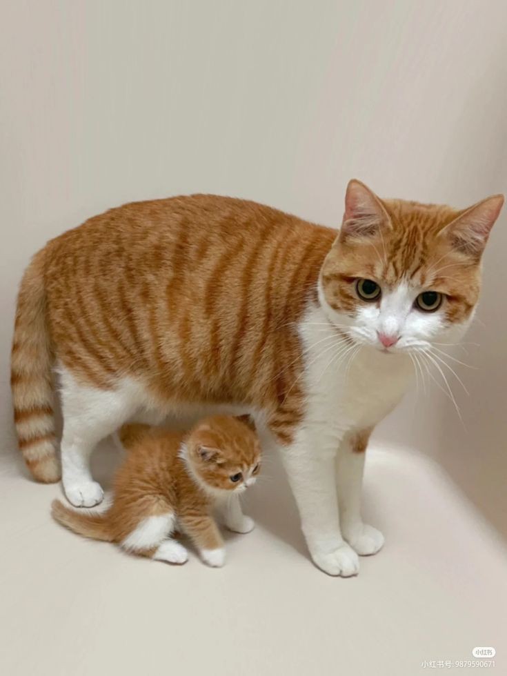 The Cats 𝕏 tweet media