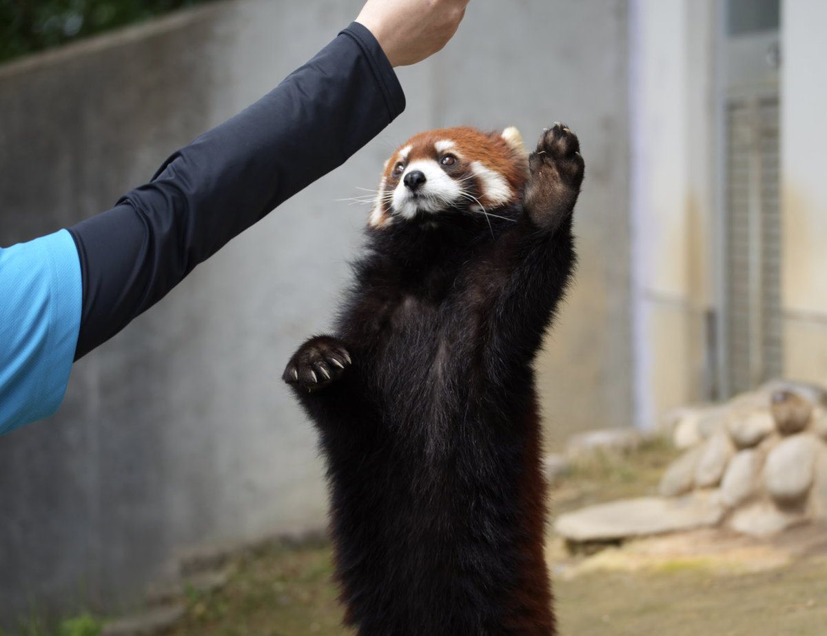 アケビちゃん〜！はいっ🥕🍎
#アケビ　#鯖江市西山動物園