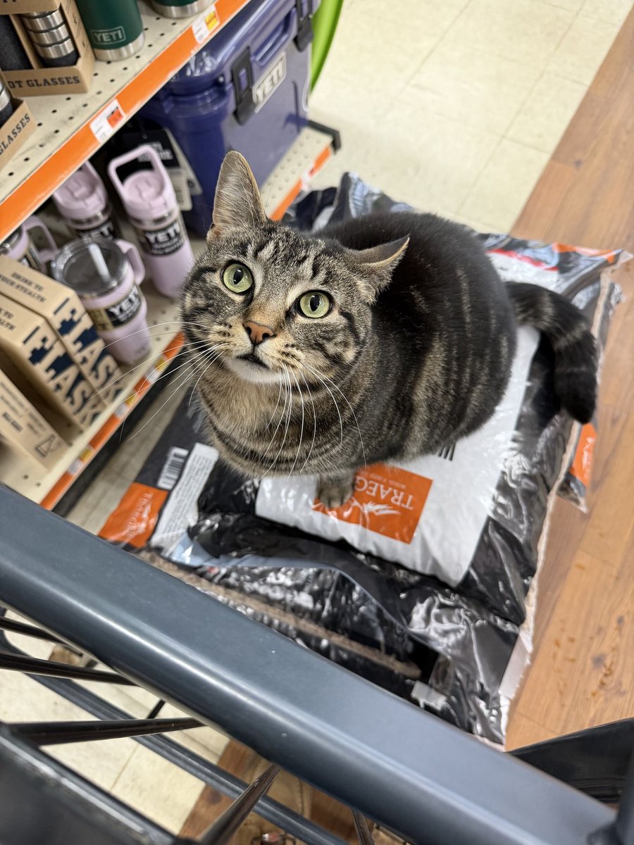 cats with jobs 🛠 tweet media