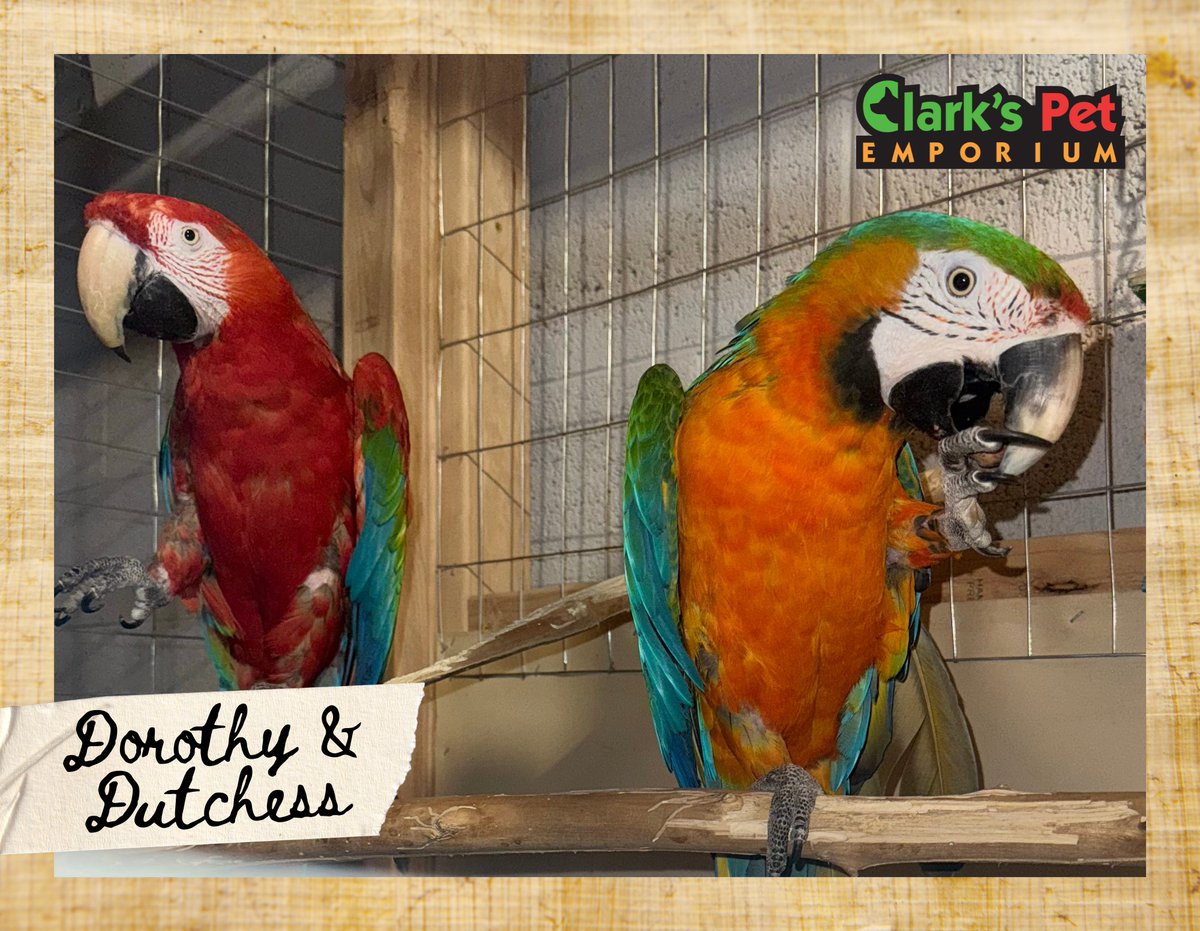 Clarks Pet Emporium tweet media