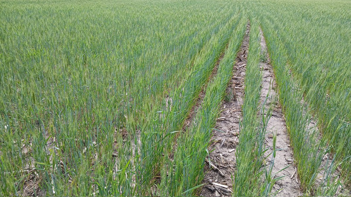 markvoth1's tweet image. About .5 inch rain since my last post about #wheat.  

To to guy who had the spray plane going last week, you win the award for most optimistic of the month.