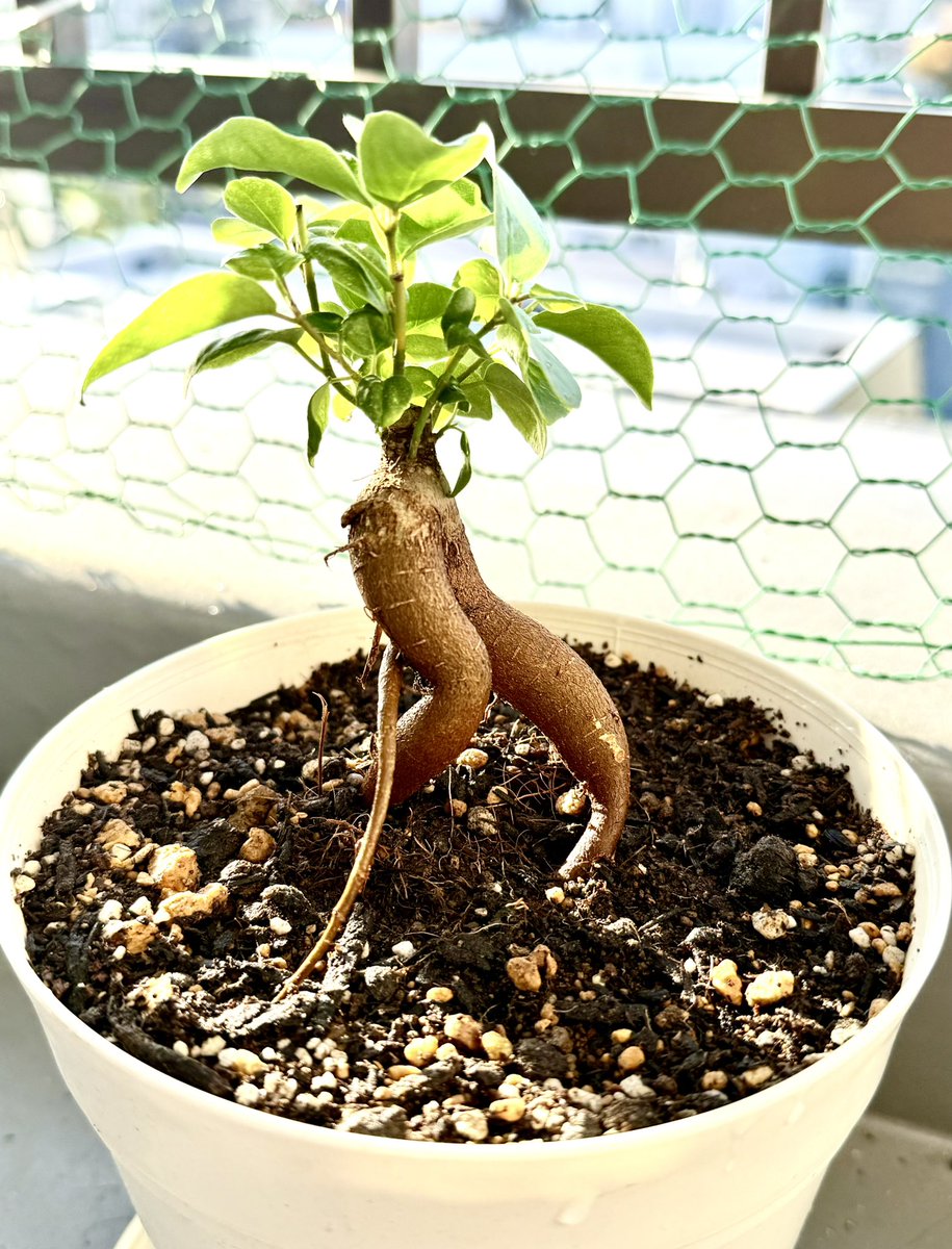Kurusai510's tweet image. お気に入りのガジュマル

名はマイケル

#観葉植物 #ガジュマル #MJ 
 #みどりの日なので素敵な緑を貼る