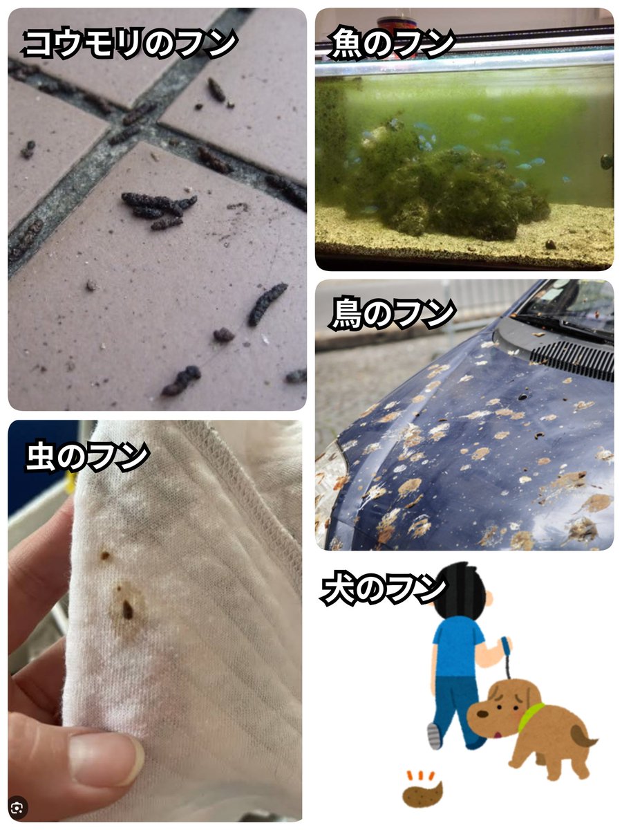 ゴロゴロ tweet media
