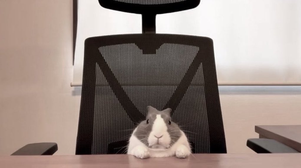 bunny tweet media
