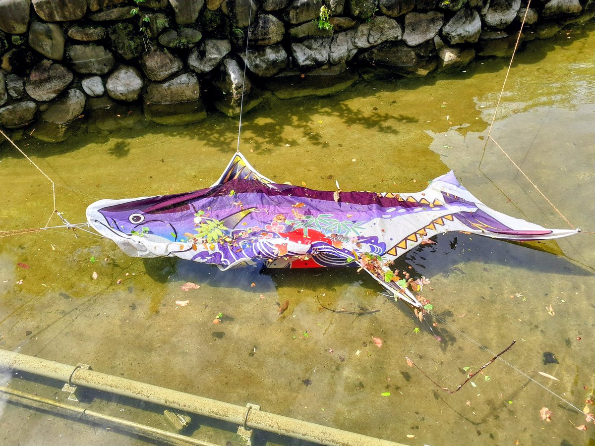 上野動物園では鯉登りも水中にいる。 自然のままですね。