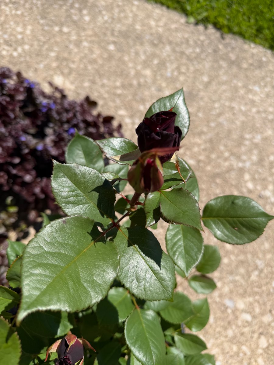 El_Chupaca_bro's tweet photo. It’s literally impossible to brag enough about this man. Early Mother’s Day celebration included a trip to Westside Market and him buying me more flowers for my garden including my dream rose bush, are you kidding?! 🥹💕 https://t.co/IscMZIVmFT