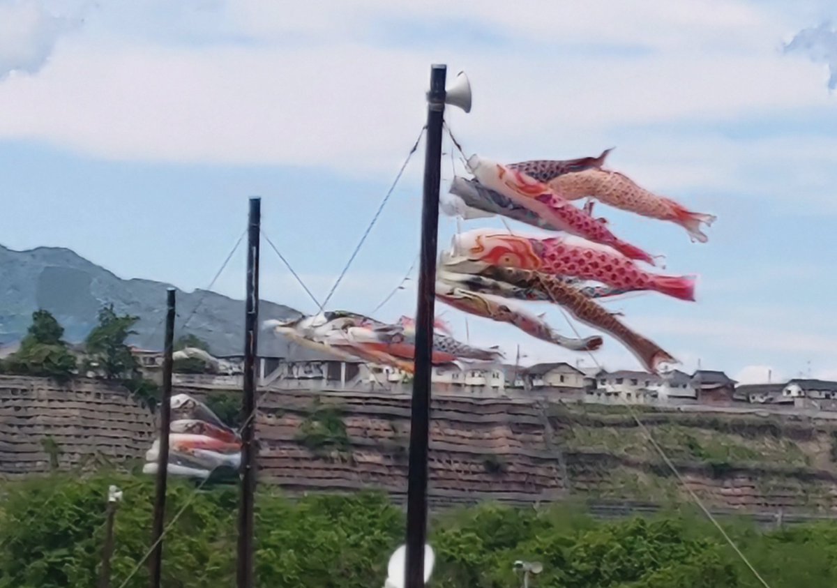 🎏が気持ち良さそう😆