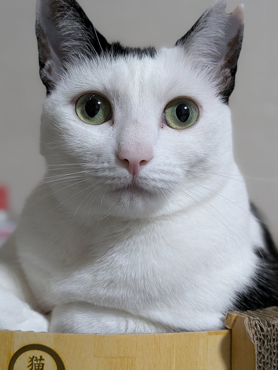 本名はピー、私はにゃんこと呼んでる
元々野良で飼う予定なかったけどうちの子になって3年近くなっちゃった☺️