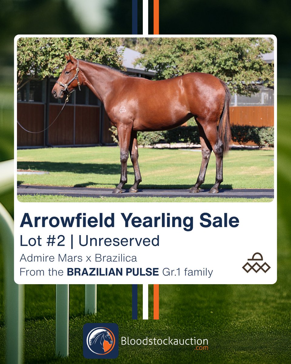 Bloodstockauction.com tweet media