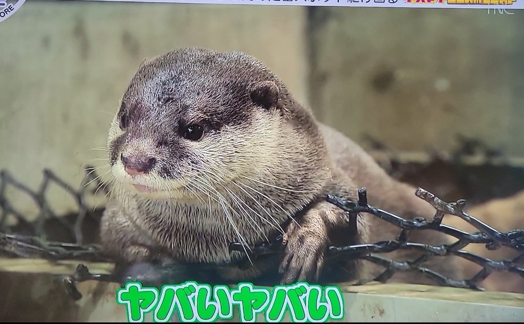 ちぃ²⸜❤︎⸝‍² tweet media