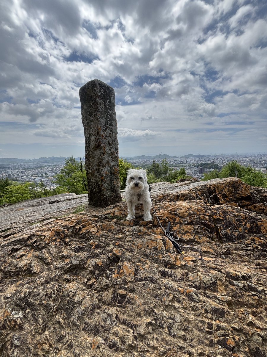 douman with dog tweet media