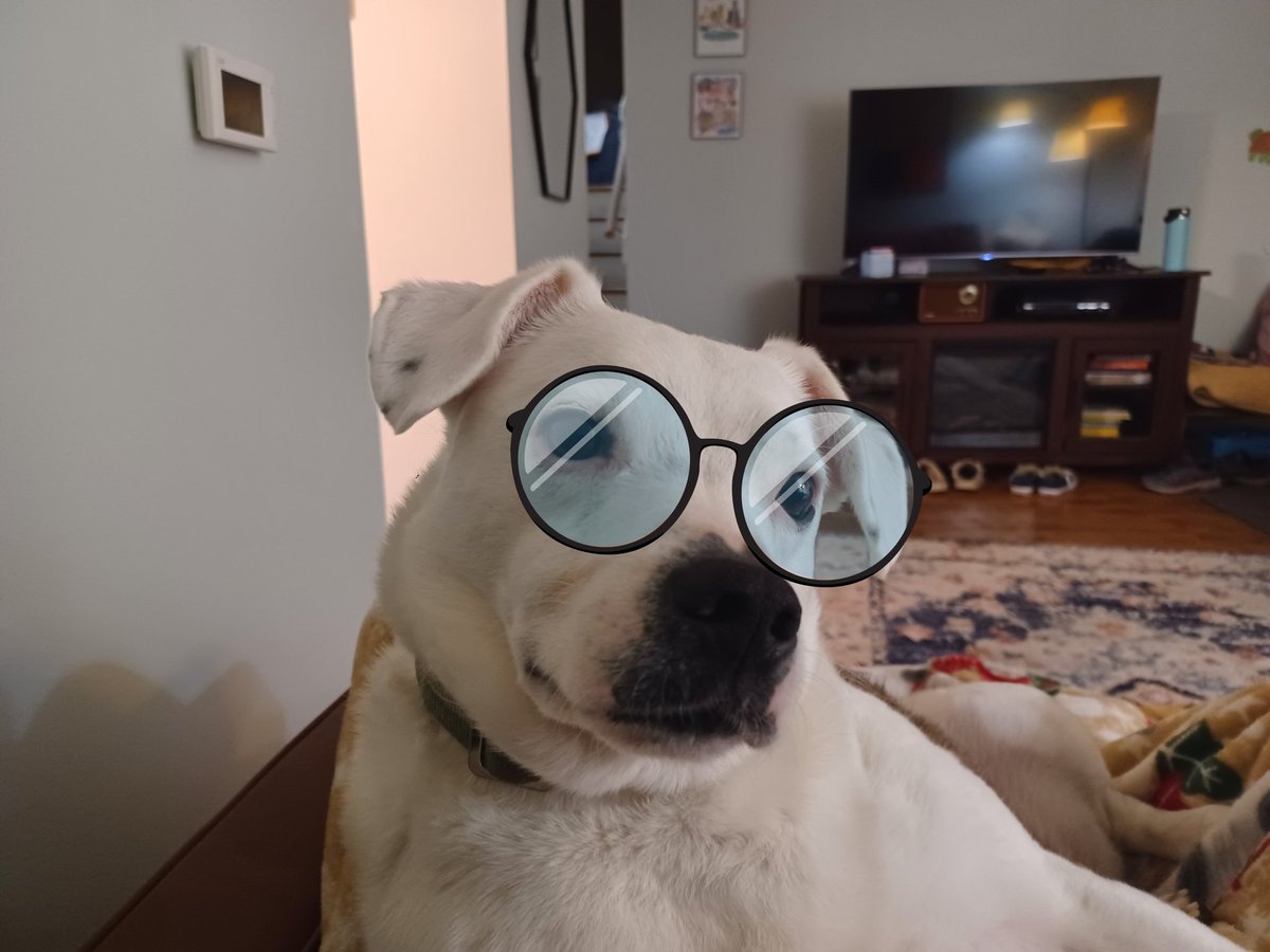 PetDogPower tweet media