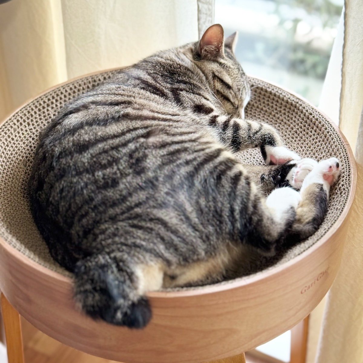 三毛猫ちまき tweet media