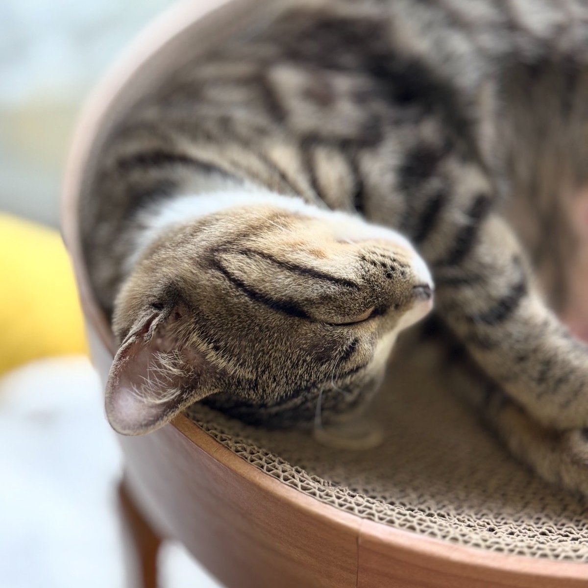 三毛猫ちまき tweet media