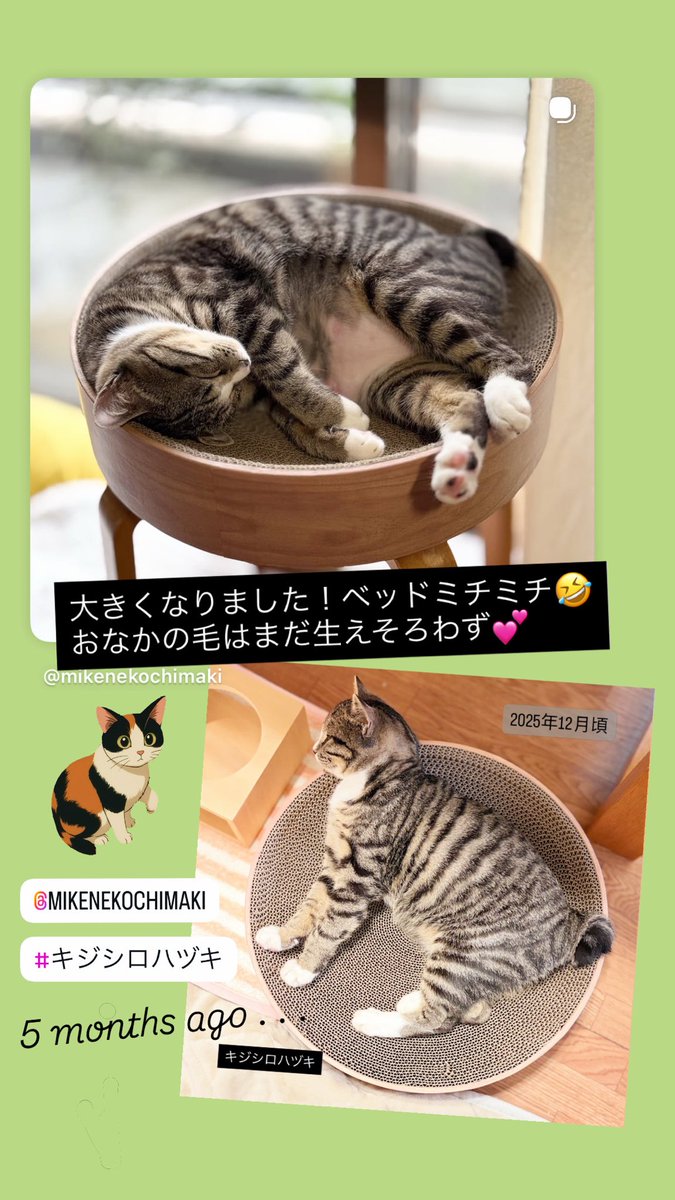 三毛猫ちまき tweet media