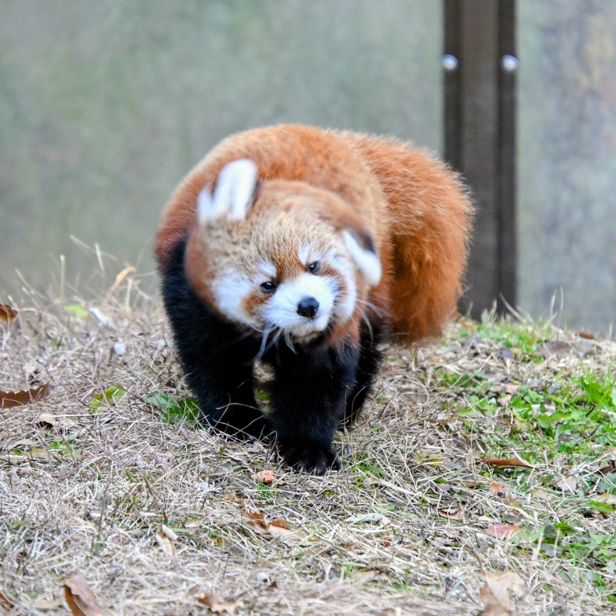 パタパタ🪽ミロくん🌀
36Combo〜❣️🎶✨🕊️😻
📸25.11.30
#長野市茶𦥑山動物園
#レッサーパンダ　#ミロ