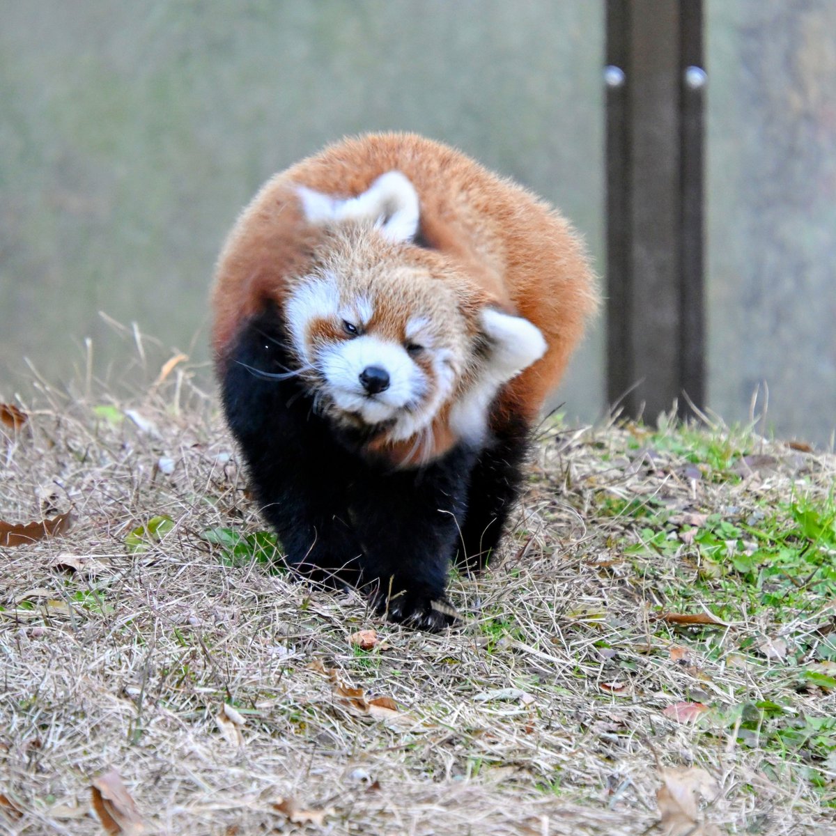パタパタ🪽ミロくん🌀 36Combo〜 ️🎶 🕊️😻 📸25.11.30 #長野市茶𦥑山動物園 #レッサーパンダ #ミロ