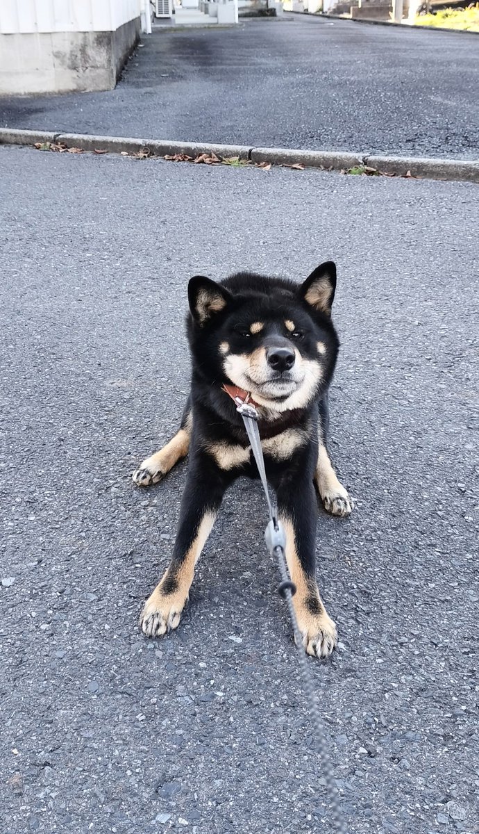 KAGETORA_dog's tweet photo. 散歩拒否で力を誇示してくるので、
KAGETORA−SHIBA DISPLAY OF POWERシャツを作りました
↓作ったものを売っています
https://t.co/MPrOHtrwlS https://t.co/2LBzyMUpJW